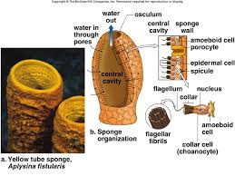 how do sponges move what casues a sponge to move