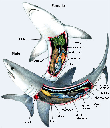Great White Shark Mating